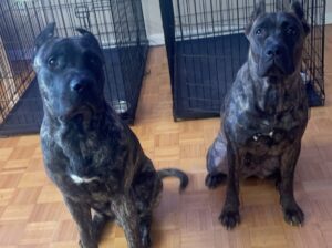 Presa Canario for stud