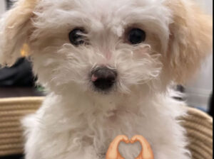 Puppy for sale
